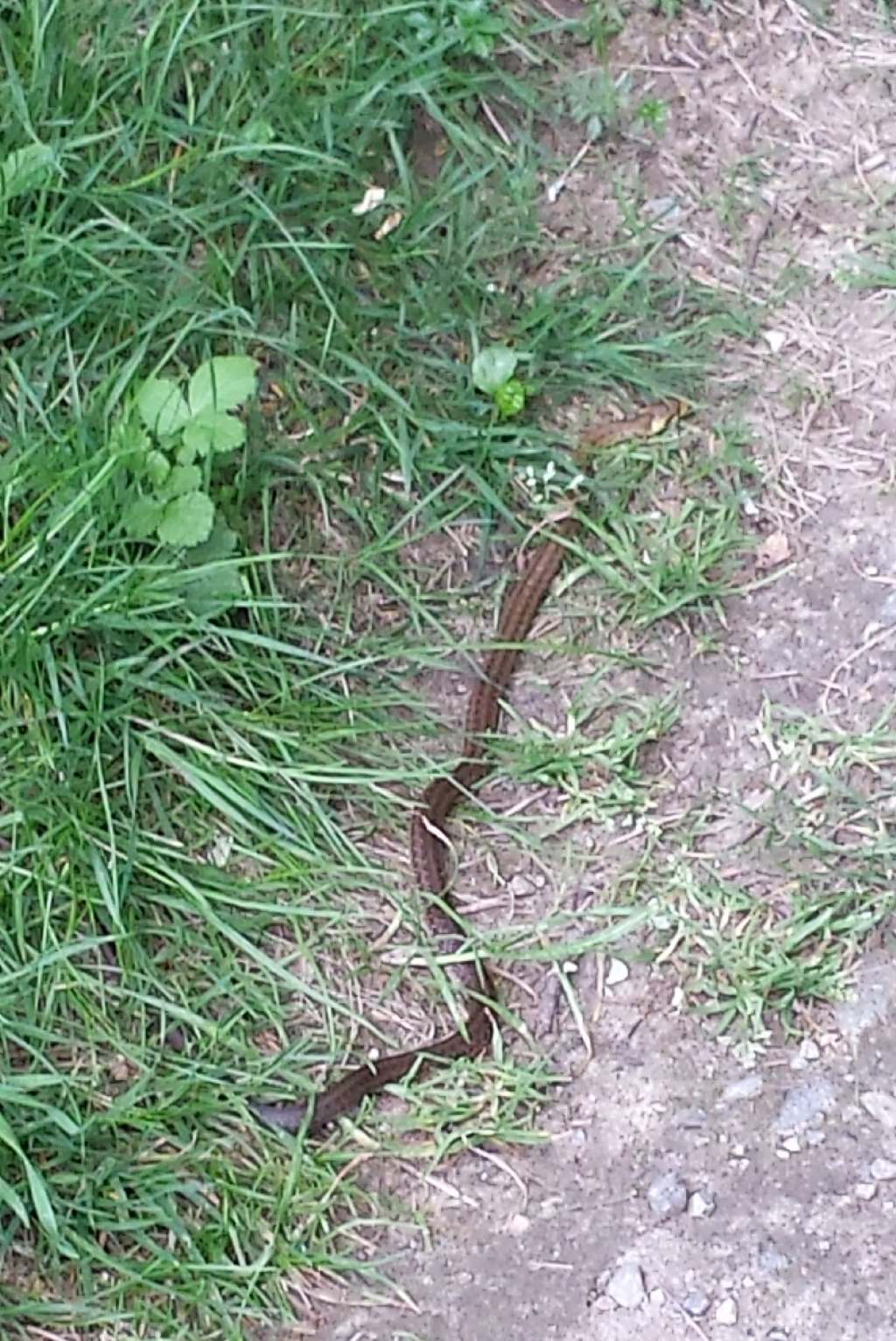 Zamenis longissimus (Colubro d''Esculapio) del Ticino